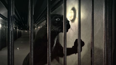 Animal