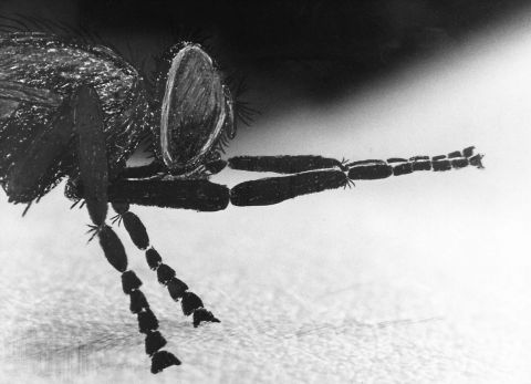 Musca