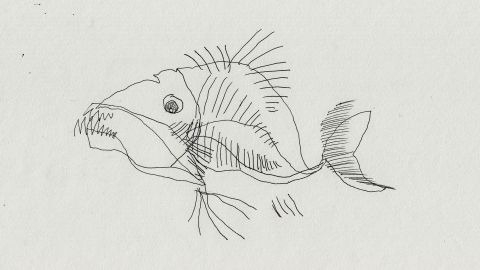 Strange Fish
