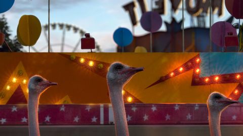 France 3 – Ident été 2013 Part 2, Ostriches
