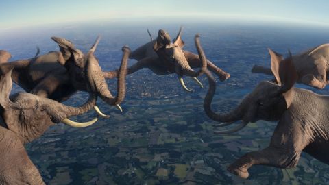 France 3 – Ident été 2013 Part 1, Elephants