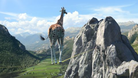 France 3 – Ident été 2013 Part 4, Girafes