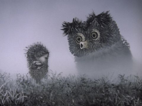 Hedgehog in the Fog