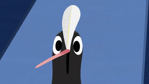 Coot