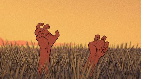 Palm Rot