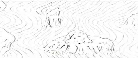 Polar Bear Bears Boredom