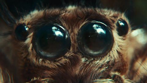 The Spider and The Window