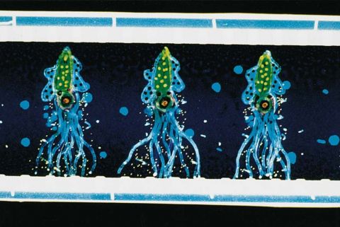 Sea Song