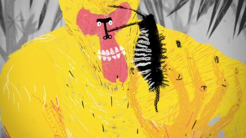 PeloMono – Short-circuit in the jungle