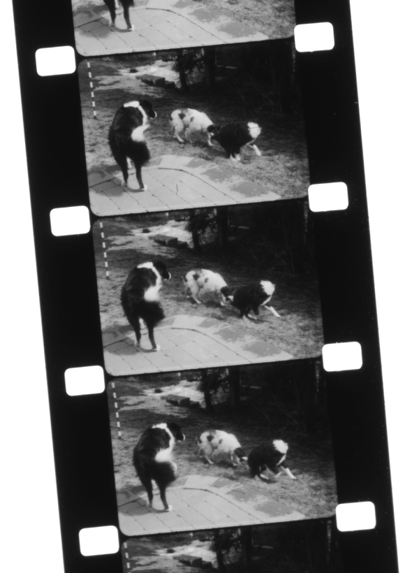 Straight-On-Film Jam