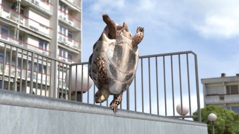 France 3 – Ident été 2013 Part 3, Turtles