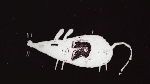 Trauma Chameleon