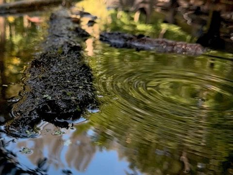 Witness: An Organima Film Water Sequence