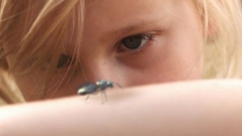Greenpeace: New Bees