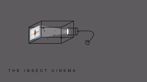 The Insect Cinema