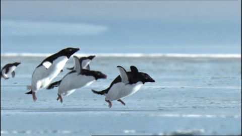 BBC iPlayer: Penguins