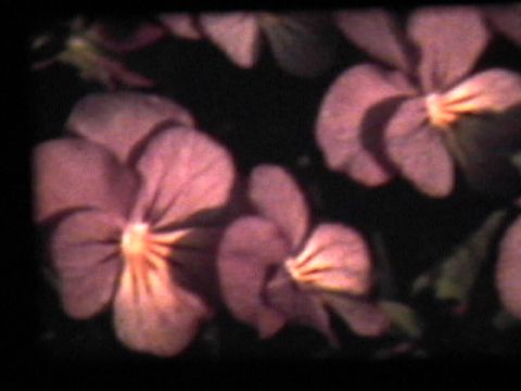 NYC Flower Film