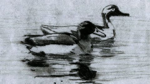 The Decoy