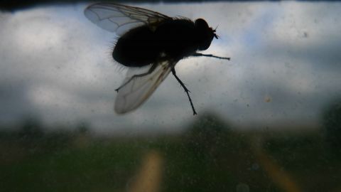 Fly in the Sky