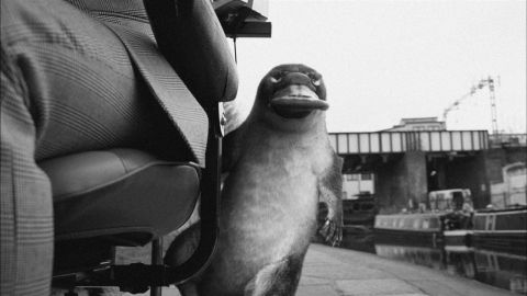 First Direct: Platypus