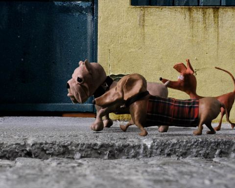 Ignatus: Les Petits Chiens