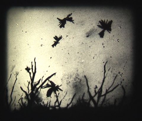 Leaden Birds