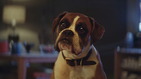 John Lewis: Buster The Boxer