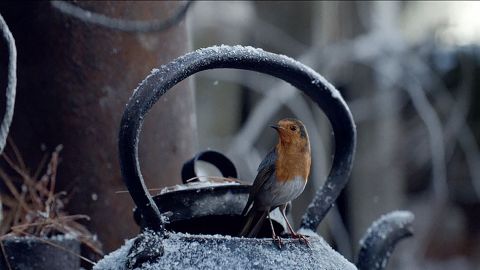 Waitrose: Coming Home