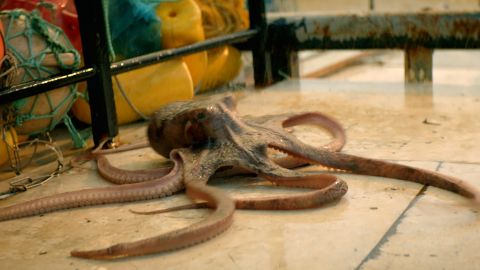 General Electric: Raining Octopuses