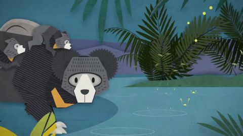 Sloth Bear Cub – Never The Same